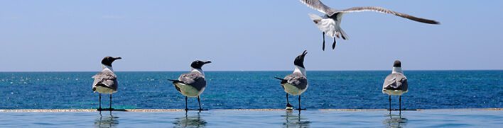 birds, sea gulls by pool