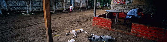 lazy dogs, Nicaragua
